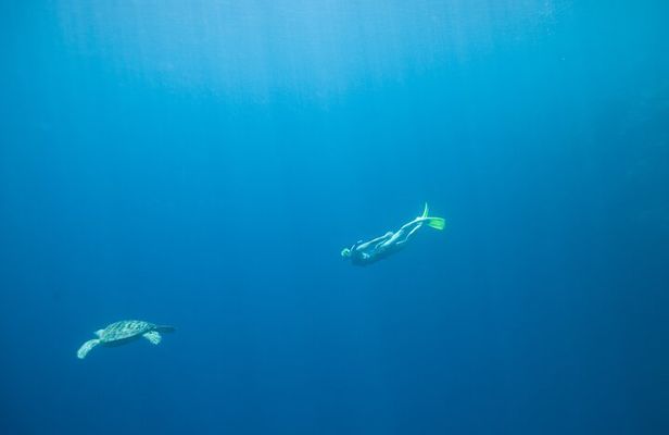 Snorkeling with Turtles: Dubai to Fujairah with Transfer and BBQ
