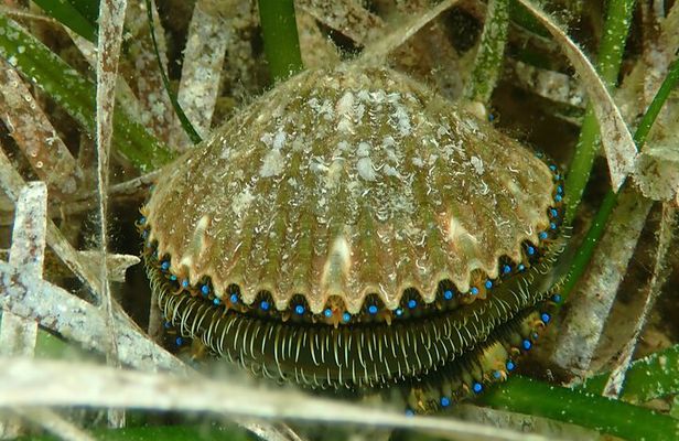 Premier Scalloping Adventure on Florida's Nature Coast