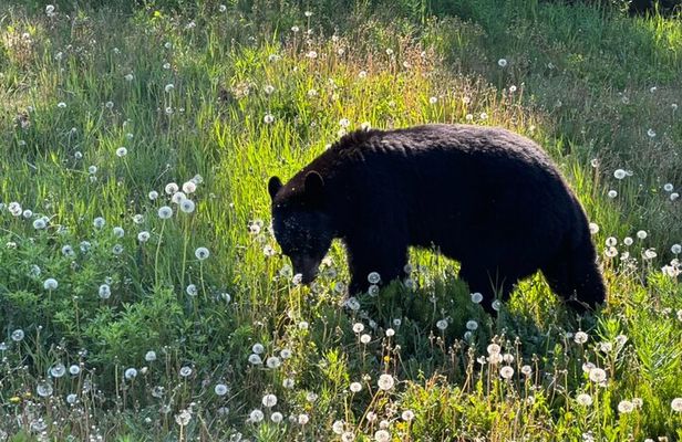 Full Day Emerald Lake Tour with or without Huskies