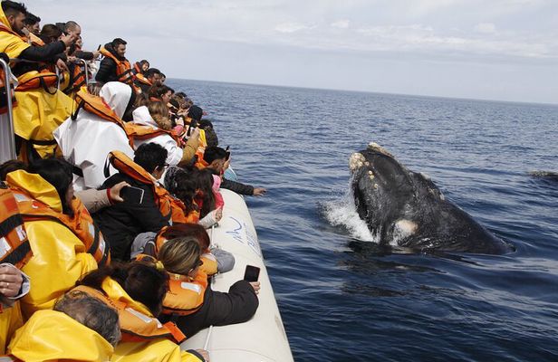 Only Whales in Puerto Madryn Full Day Tour Regular