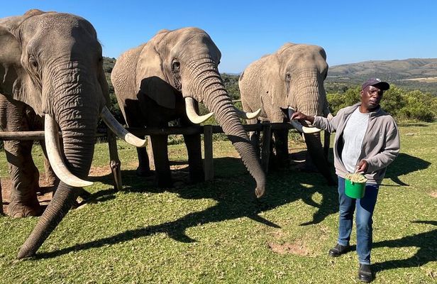 Elephant Encounter and Giraffe Walk Tracking