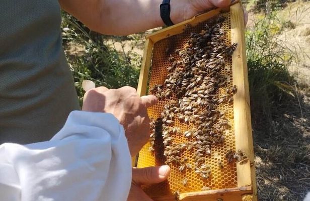 Zakynthos Bee Kingdom Experience