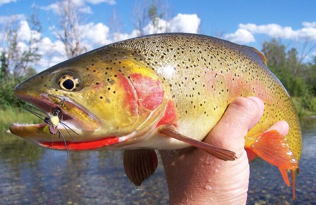 Full Day Guided Fly Fishing Trip From Jackson Hole