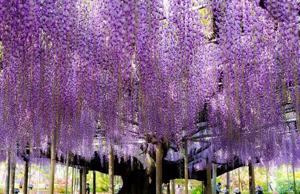 Ashikaga Flower Fantasy and Fruit Picking Tour from Tokyo