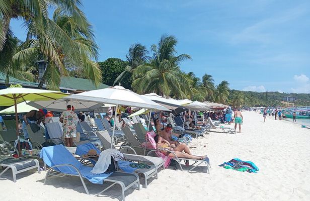 Roatan Monkey Sloth with chocolate and Rum sample Beach.