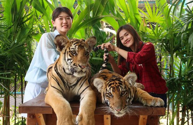 Tiger Park Pattaya Entry Ticket with Private Hotel Transfer