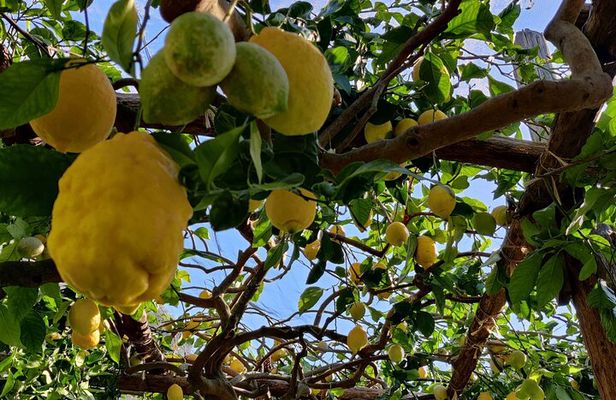 Lemon Tour on the Amalfi Coast