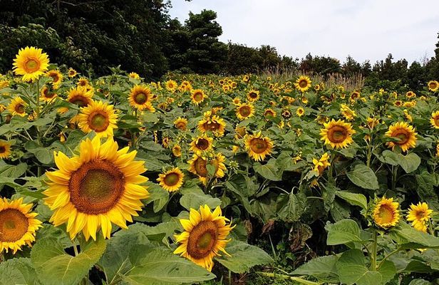 Full Day 12 hours whole Jeju Island private flexible tour