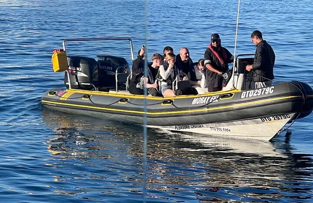 Cape Town Private Dolphin Watching Experience