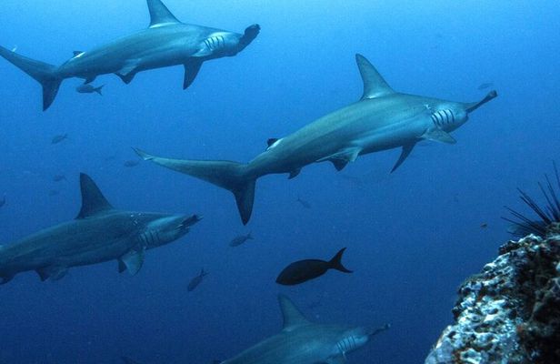 8 Day Galapagos Island Hopping For Divers