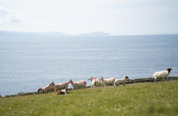 Sheepdog Demonstrions, Pet Lambs and Beehive Huts
