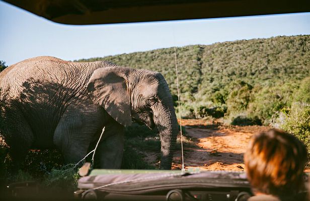 Full Day Pilanesberg Safari with Lunch and Guided Game Drives