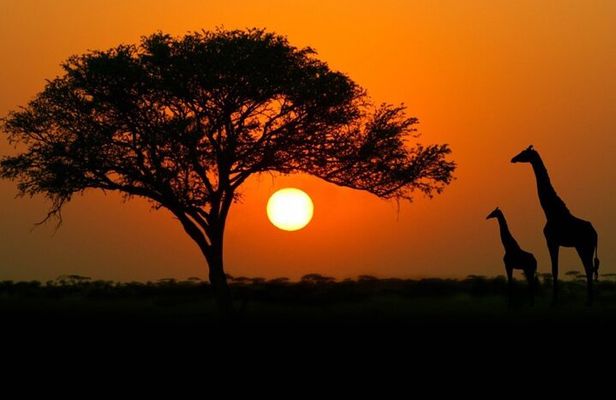 4-days budget safaris in Serengeti, Ngorongoro, and Tarangire
