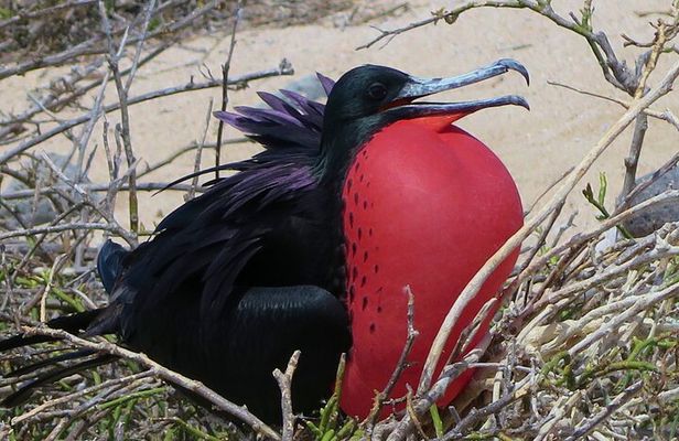 North Seymour and Bachas or Mosquera Beach Yacht Day Tour