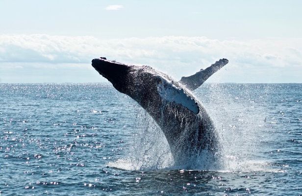 Juneau Whale Watch Adventure