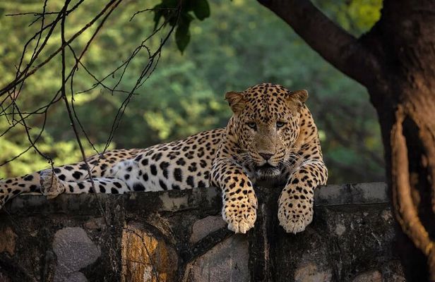 Jaipur Half Day Tour with Jhalana Leopard Safari