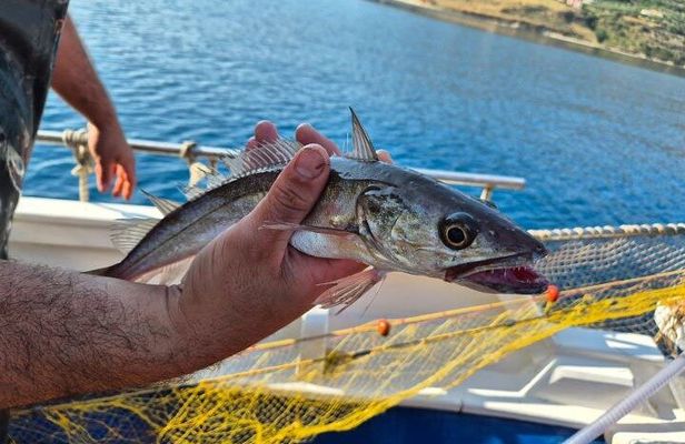 Chania Fishing with Nets Catch and Cook with a Local Fisherman