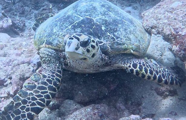 Half Day Dive Trip for Certified Divers