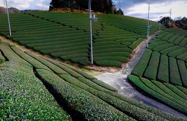 Scenic Green Tea Fields of Hidden Kyoto & Local Tea Exp (Private)
