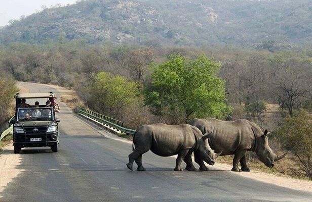 Tala Game Reserve Natal Lion Park and Phezulu Safari from Durban