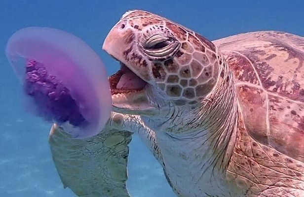 Marsa Mubarak Snorkeling with Turtles and Dugong from Hurghada