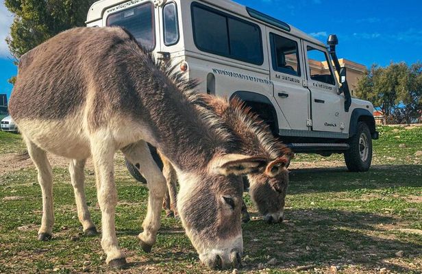 From Stintino: off-road tour to Asinara