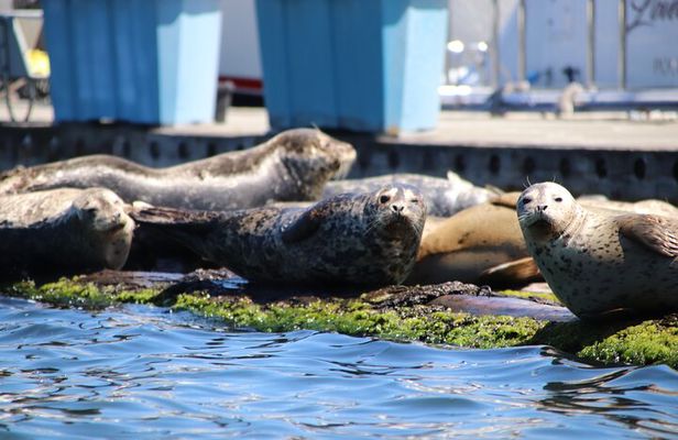 Liberty Bay Wildlife Kayaking