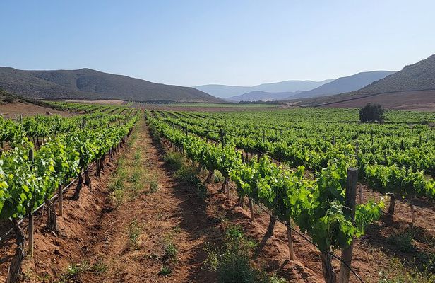 Private South Vineyards Premium Tour – Tastings & Lunch Included
