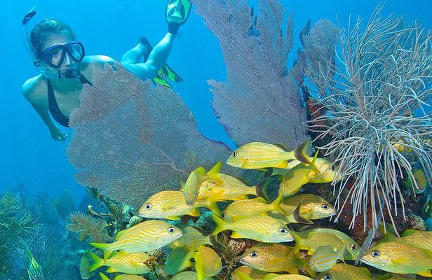 Snorkel Tours to Shallow Coral Reefs at Pennekamp Underwater Park