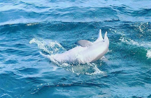 Pensacola Beach Dolphin and Scenic Tour