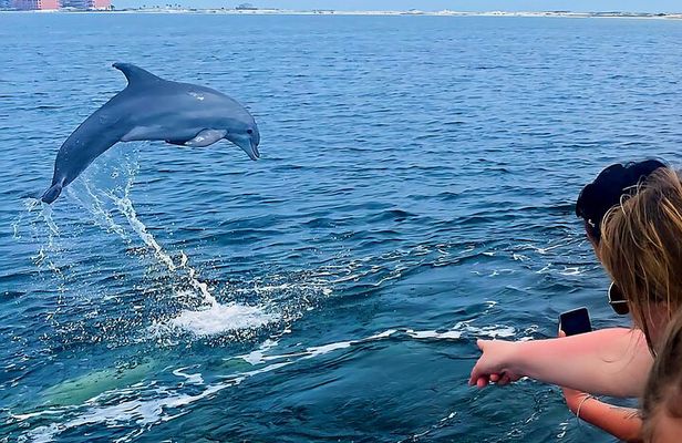 Dolphin Cruise Adventure in Pensacola Beach