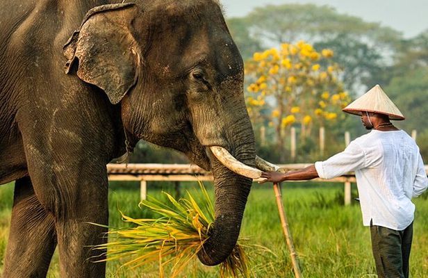 Chiang Mai: Chapulin Elephant Care - Sticky Waterfall (Optional)