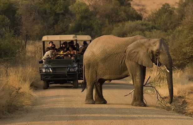 3 Day Pilanesberg Tlou Tented Safari Camp (En-Suite)
