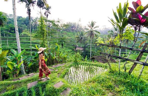 Ubud Iconic Full Day Tour Monkey Forest Rice Terraces Waterfalls