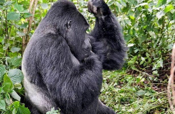 3- Day Chimpanzee & Gorilla Trekking Safari in Uganda 