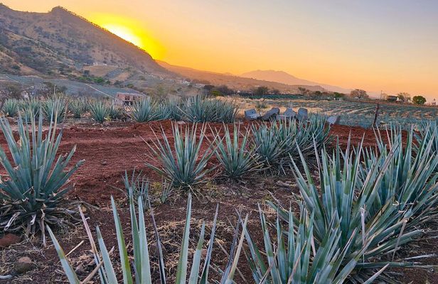 Alma Tequilera : Taste, Feast and Tradition. Sensory Tasting