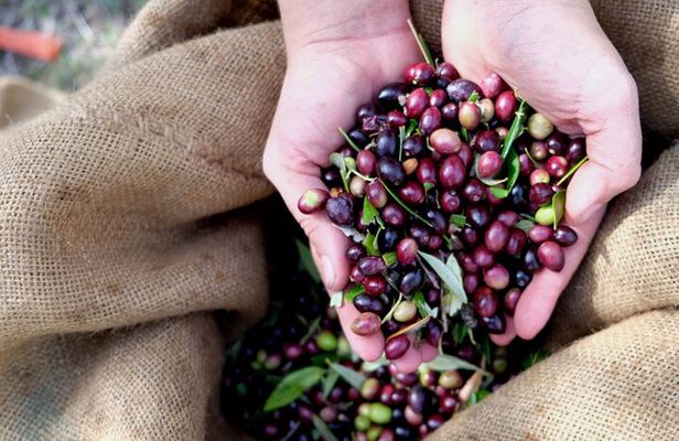 Authentic Olive Oil and Wine Tasting Experience in Chania