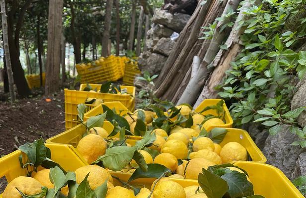 Amalfi Coast - Maiori: Path of Lemons Tour with Tasting
