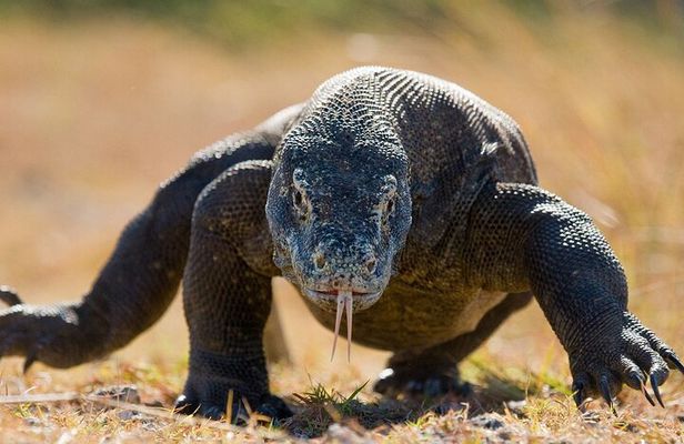 Daily Komodo Island Shared Tour by Speedboat