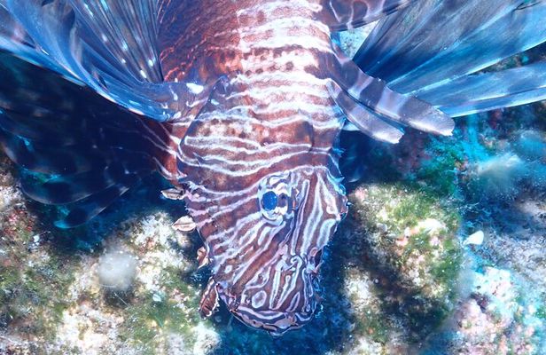 Jubilee Shoals guided boat dives