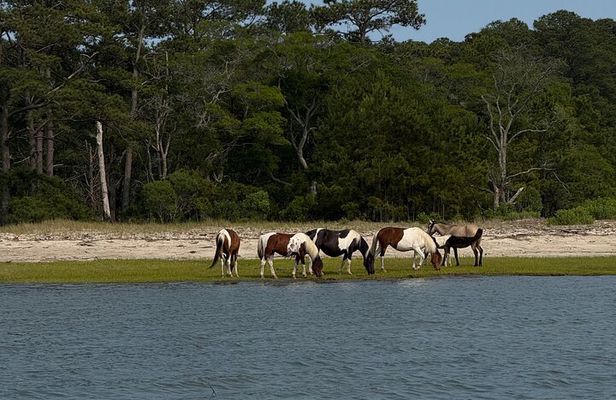 Wildlife Boat Tour with Wild Ponies and Dolphins in Chincoteague