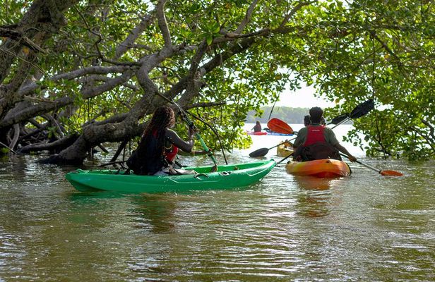 Mida creek mangrove Kayaking adventure in Watamu, Kenya