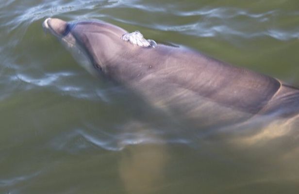 Hilton Head Boat Dolphin Tour Experience