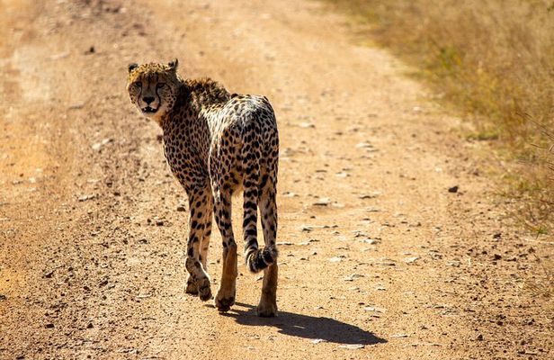 1 Day Pilanesberg Safari with Tour Guide