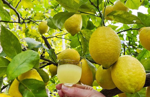 Authentic Amalfi Lemon Tour & Tasting in the Historical Garden