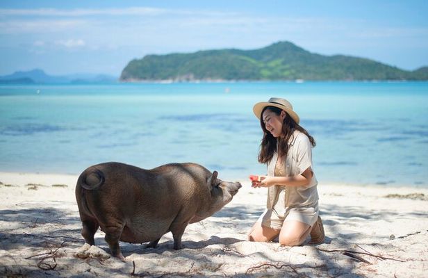 Pig Island (Koh Mudsum) and Koh Tan Tour with Meal from Koh Samui