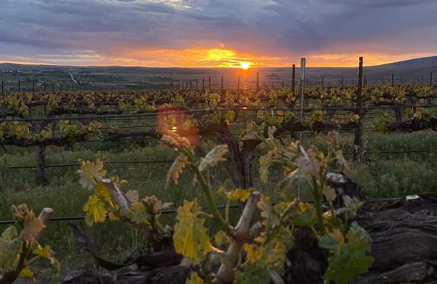 From Seattle Wine Tasting, Vineyards in Eastern WA
