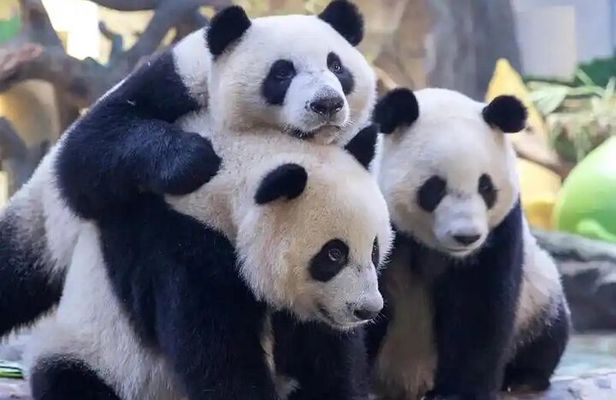 Explore Chimelong Safari Park in Guangzhou with Ride