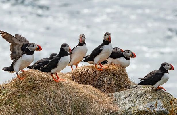 Borgarfjörður Eystri Puffin Tour from Seyðisfjörður Port