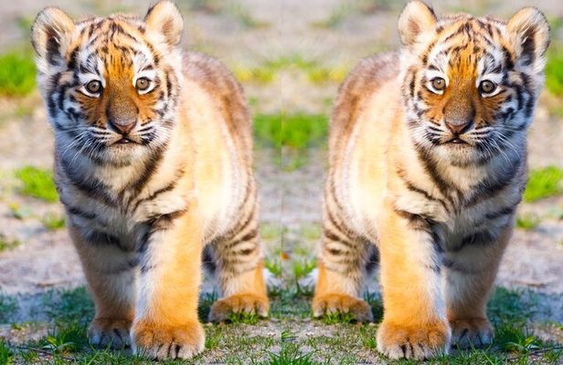 4 Days Golden Triangle Tour with Ranthambore Tiger Safari